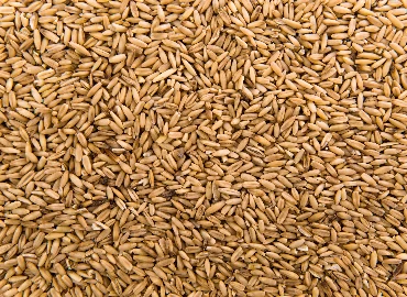 Barley
