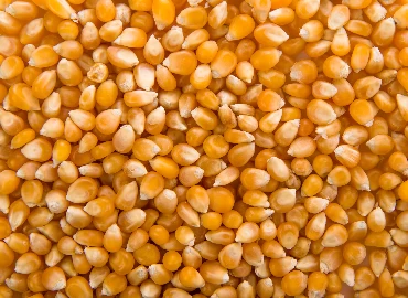 Corn